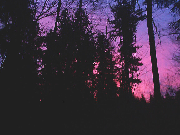 bright_forest_sunrise