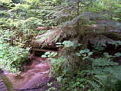 creek_bridge