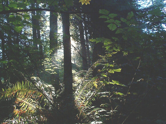 forest_fern