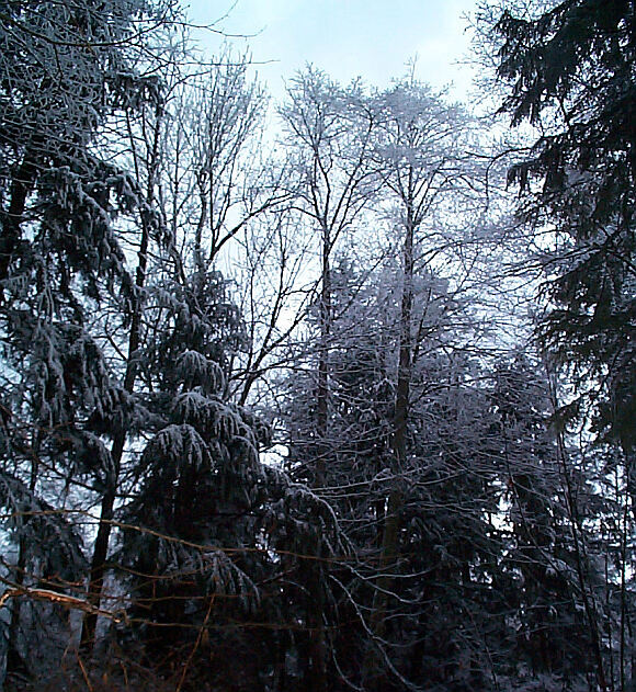 This is a picture of a small part of the results of the ice storm that hit 