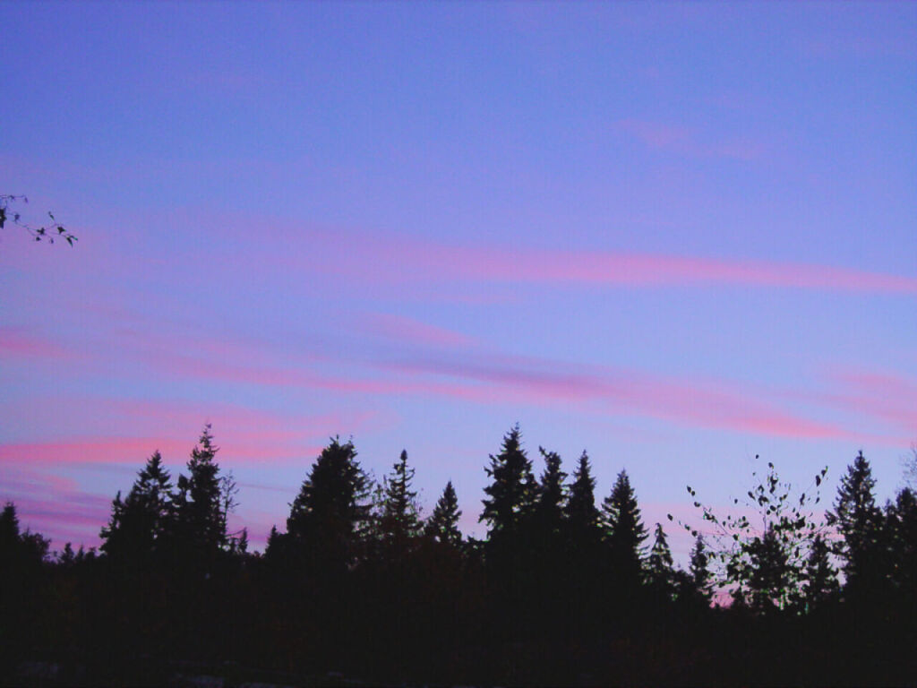 forest_sunrise_pink