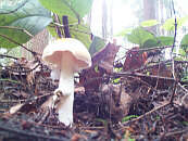 open mushroom